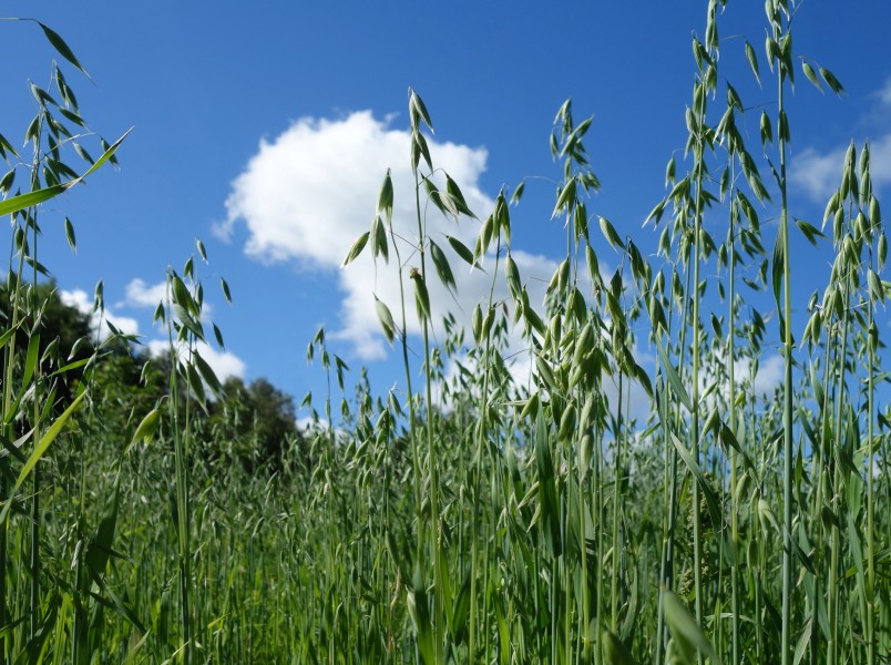 Green oat field
