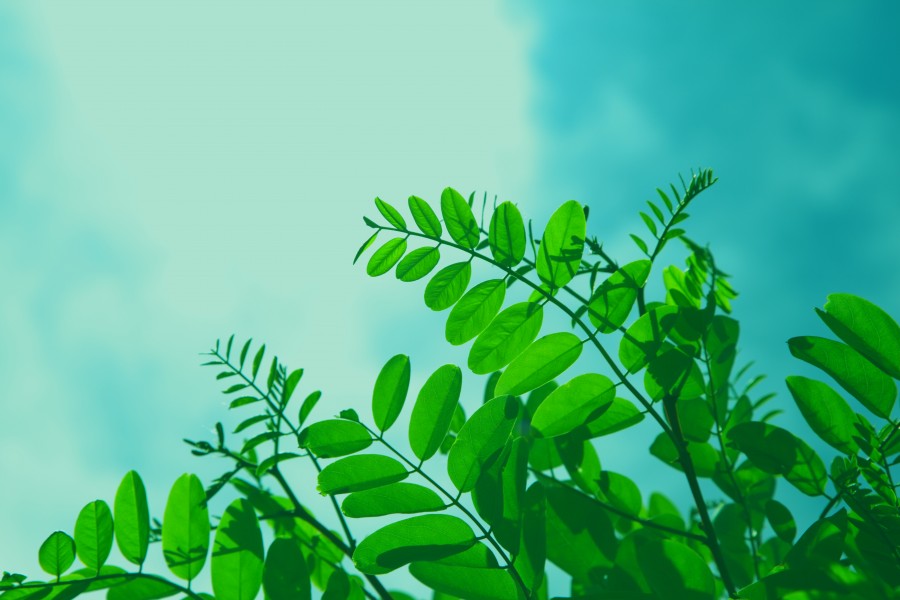 Greenlove (14229718511)