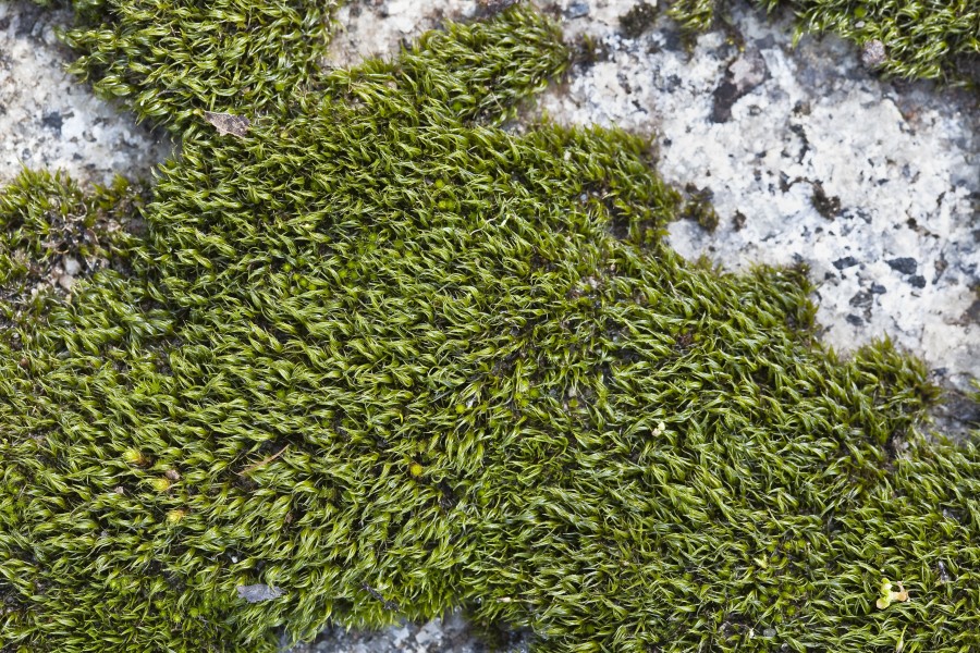 Grimmia serrana (7145220141)