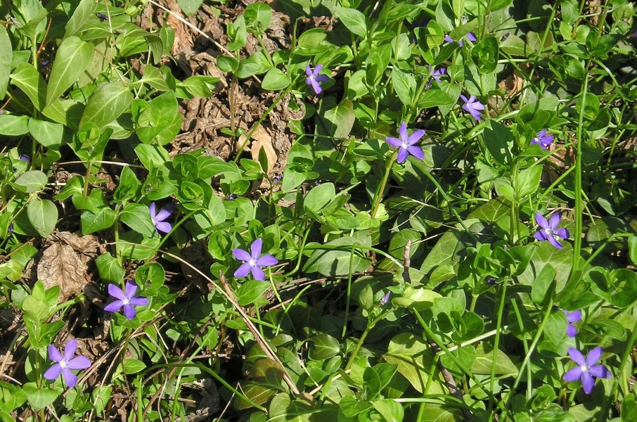 Großes Immergrün (Vinca major)