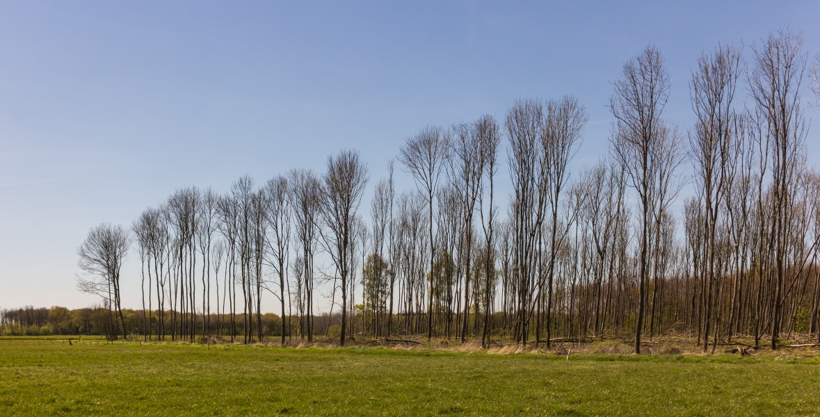 Groep bomen in het beekdal. Locatie, natuurterrein Beekdal Linde Bekhofplas 02