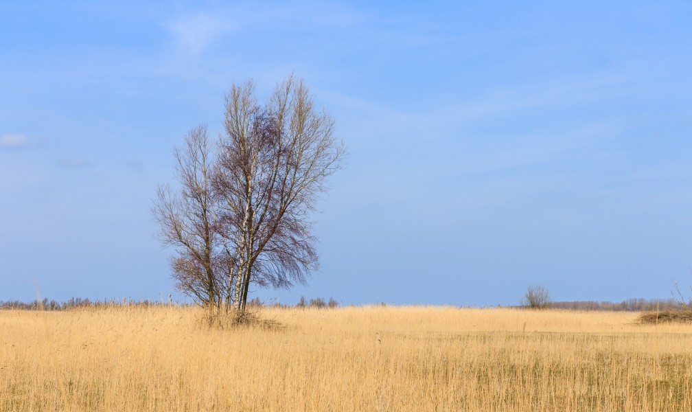 Groep bomen in verruigd biotoop. Locatie, Oostvaardersplassen 02