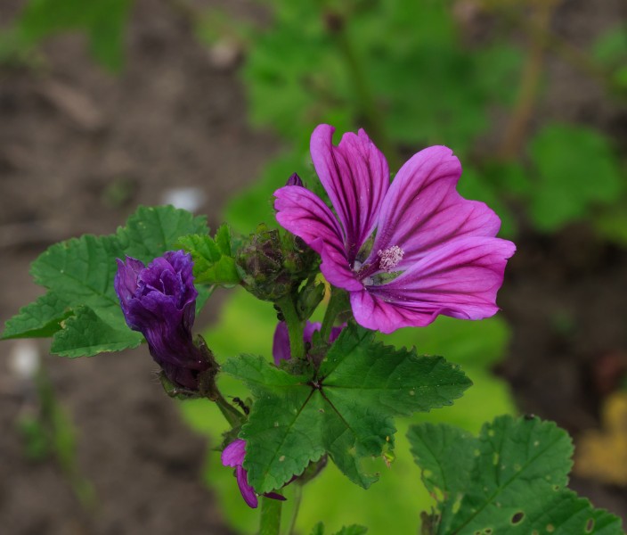 Groot kaasjeskruid (Malva sylvestris). Locatie, De Kruidhof Buitenpost