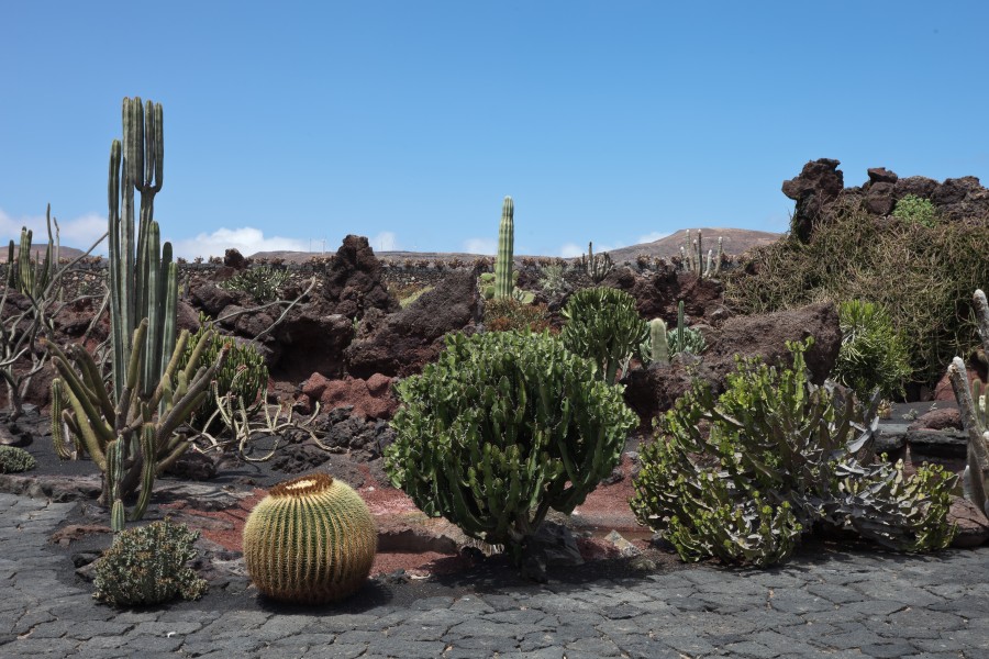 Guatiza - Jardín de Cactus - Lanzarote - J30