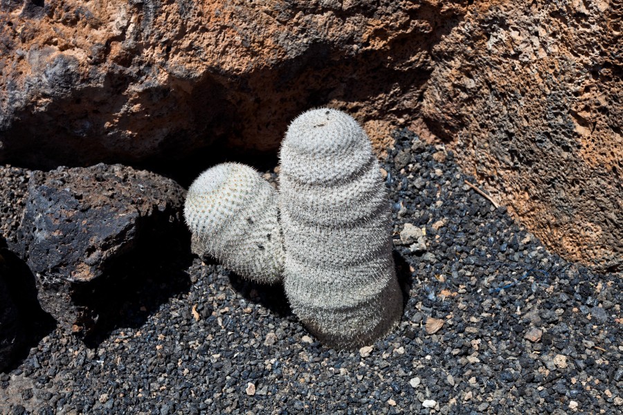 Guatiza - Jardín de Cactus - Lanzarote - J41