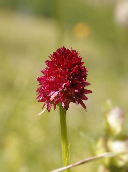 Gymnadenia rhellicani (inflorescense)