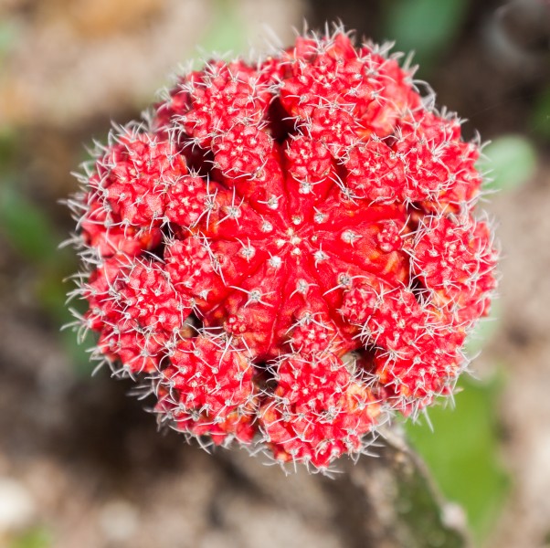 Gymnocalicium mihanowichii, Ciudad Ho Chi Minh, Vietnam, 2013-08-14, DD 02