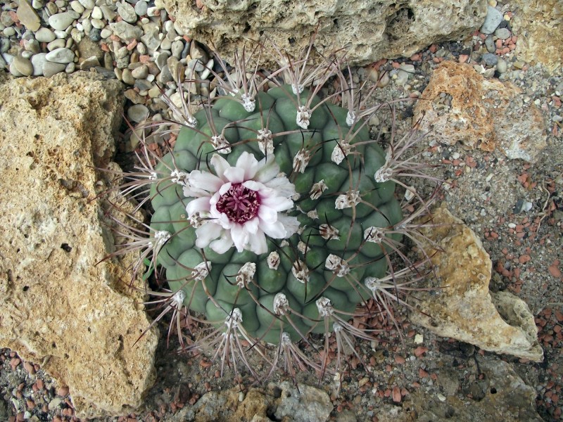 Gymnocalycium zegarrae