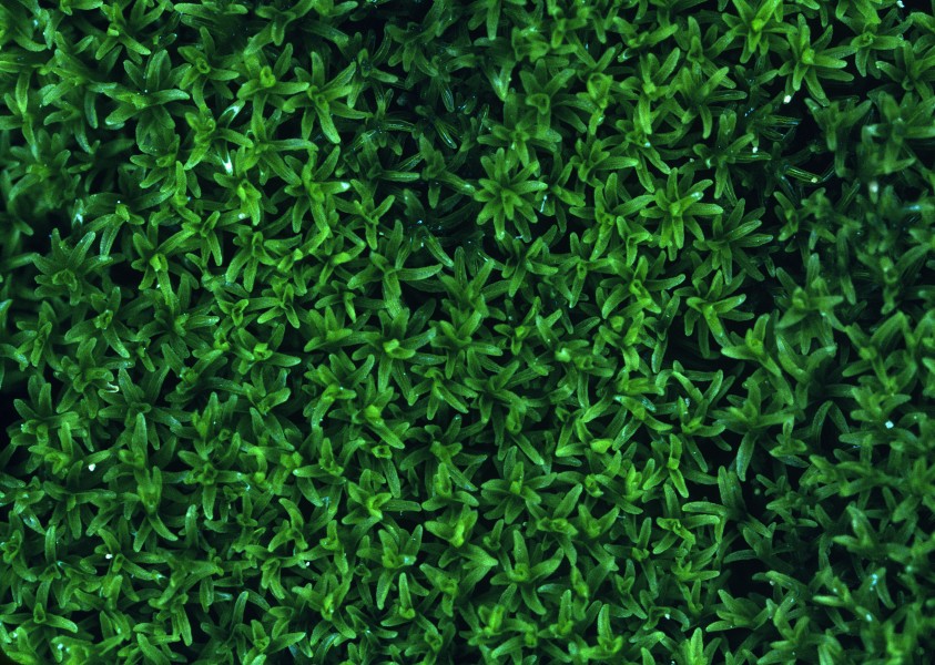 Gymnostomum calcareum (calcareous gymnostomum moss) (7153291403)