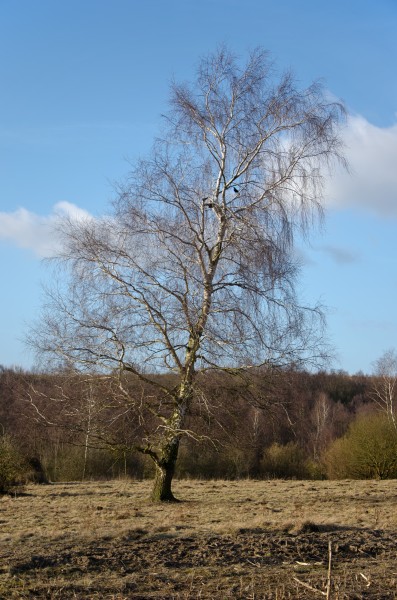 Höltigbaum Birke