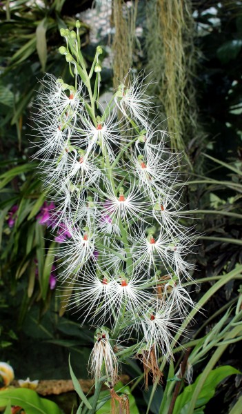 Habenaria medusa Medusa like Habenaria