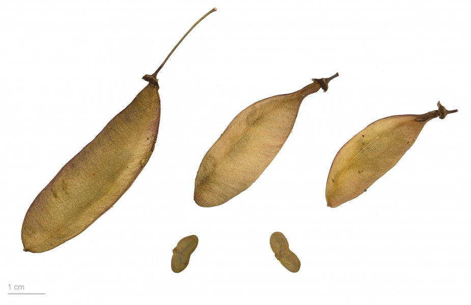 Haematoxylum brasiletto MHNT.BOT.2009.17.25