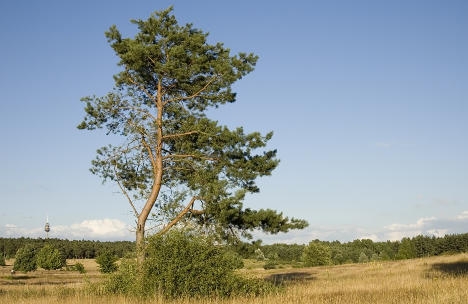 Hainberg 20080707 0054