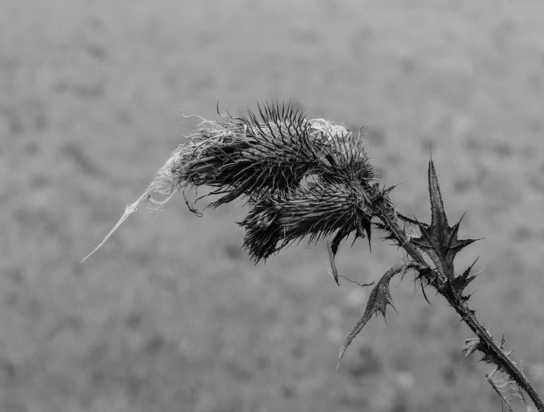 Halflege zaaddoos van een speerdistel (Cirsium vulgare) in verval. (d.j.b.) 03