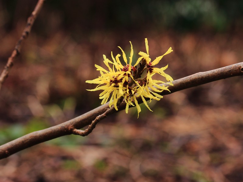 Hamamelis x intermedia 'Angelly' 04