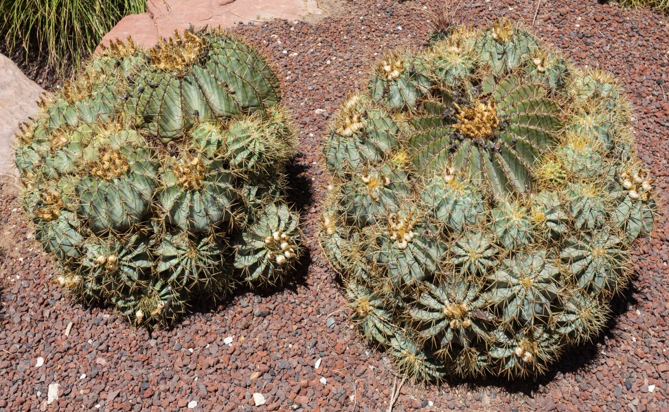 Hamatocactus setispinus, Huerto del Cura, Elche, España, 2014-07-05, DD 34