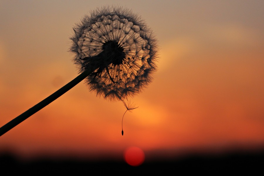 Hanging by a thread in the sunset