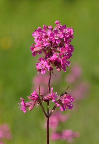 Harilik tõrvalill Lychnis viscaria