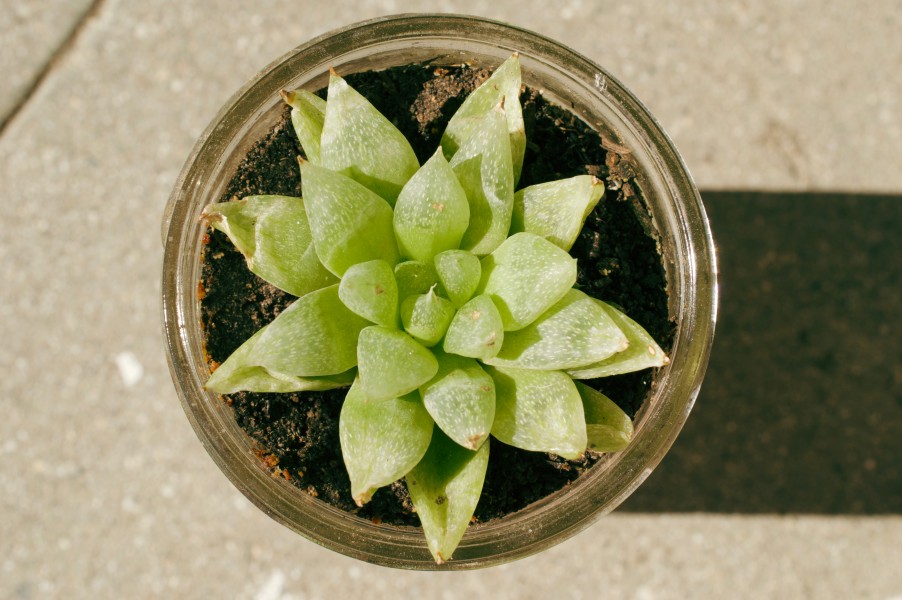 Haworthia obtusa pilifera (succulent) 04