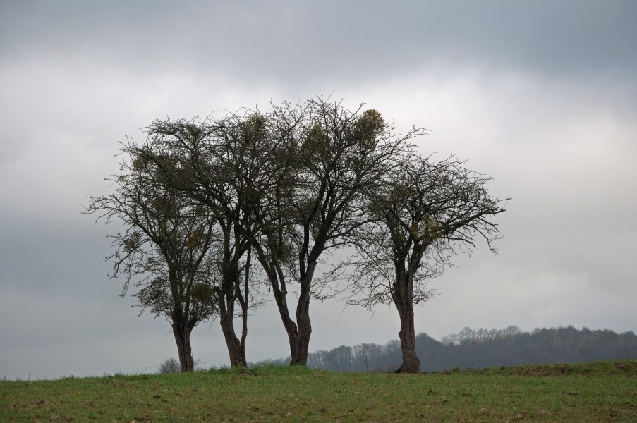 Hawthorns in Oneux
