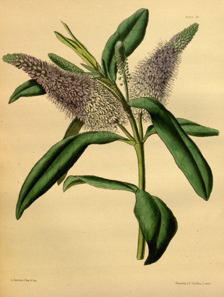 Hebe × andersonii Paxton 038