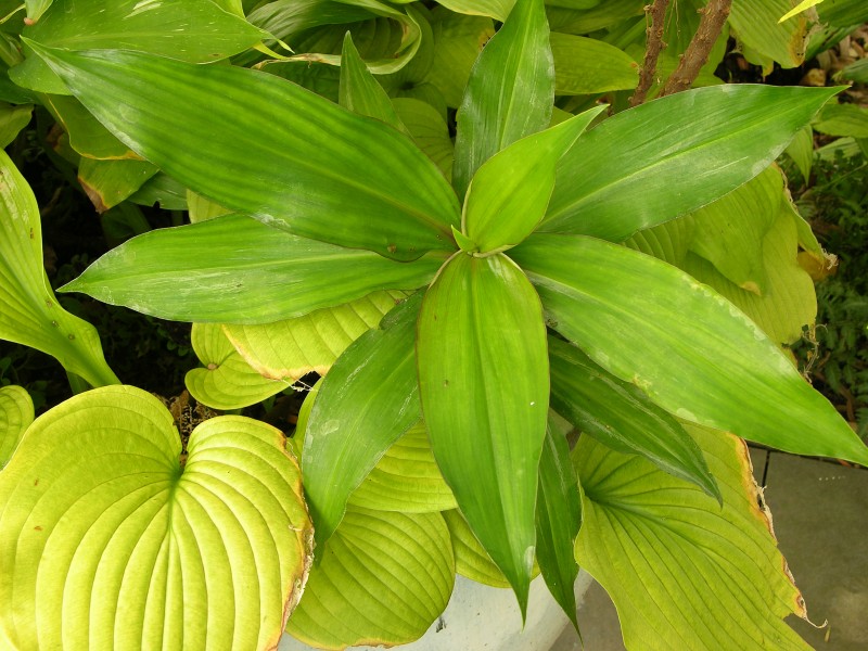 Hedychium 'Dr. Moy' Leaf Cluster 3264px
