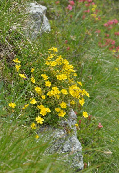Helianthemum nummularium Dantersasc