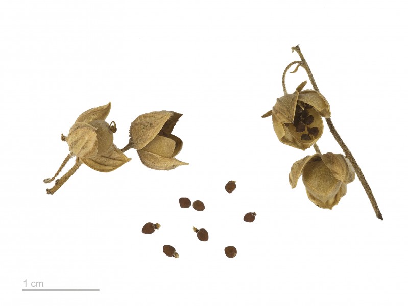 Helianthemum nummularium MHNT.BOT.2007.43.43