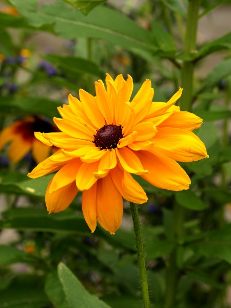 Helianthus annuus 011