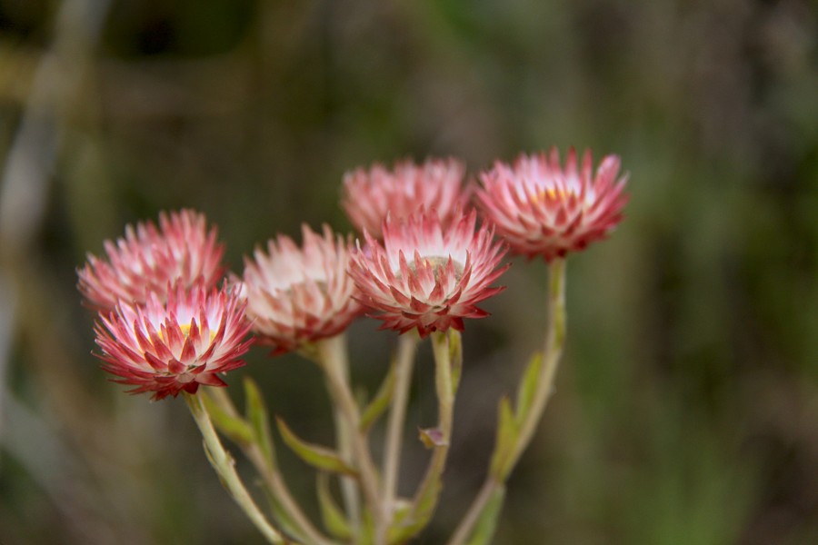Helichrysum ellipticifolium 01