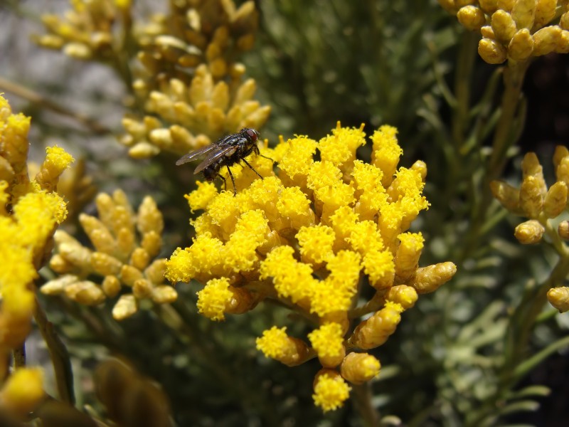 Helichrysum italicum spp serotinum.000 - Islas Cies