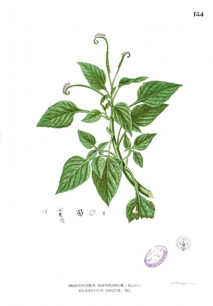 Heliotropium indicum Blanco1.184