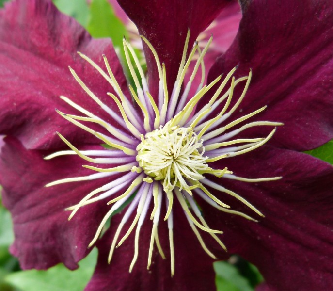 Helleborus 2