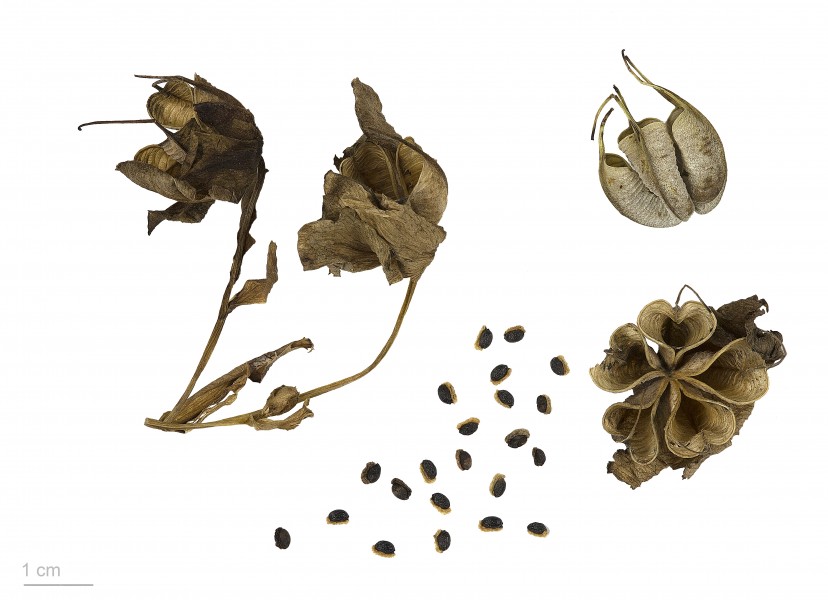 Helleborus argutifolius MHNT.BOT.2016.24.46