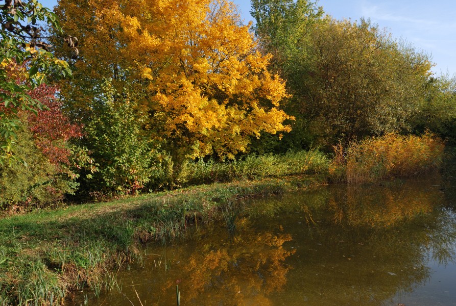 Hemmingen Böhnlachteich im Herbst (2)
