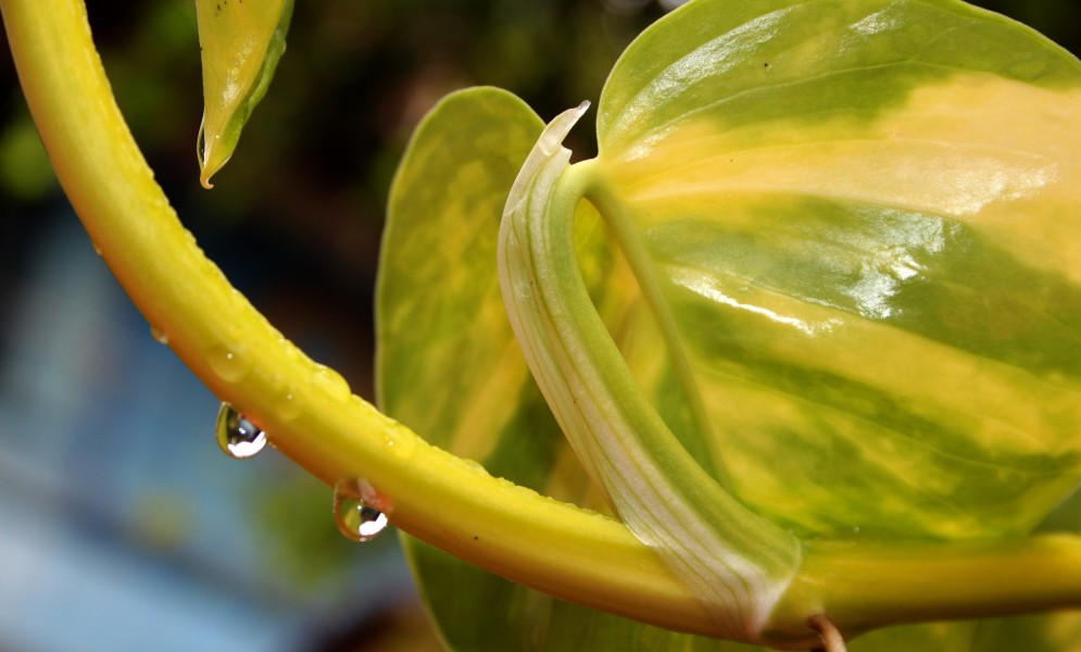 Henry's photography (17)
