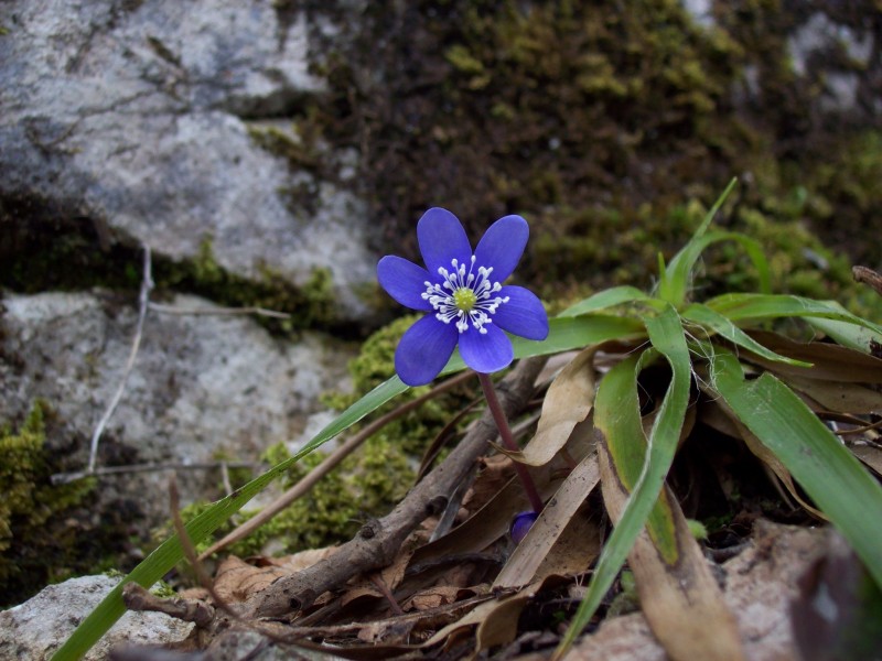 Hepatica nobilis Croatia