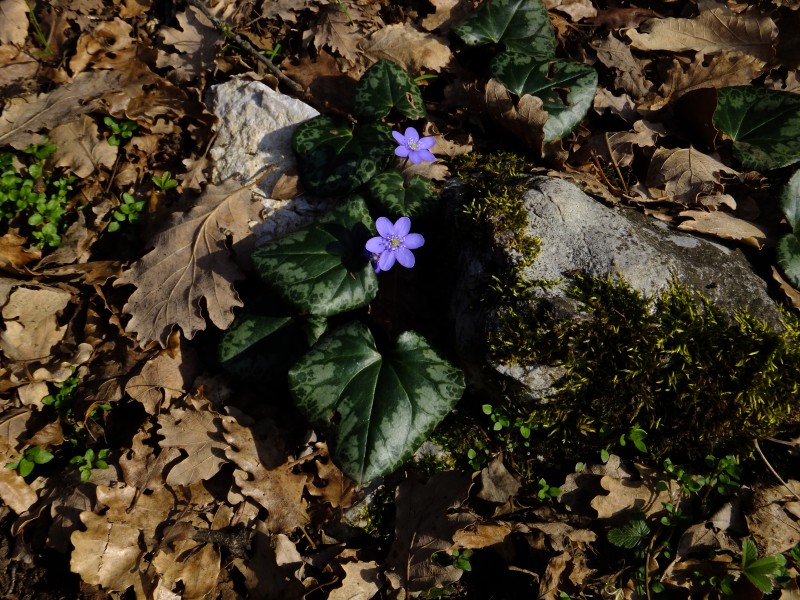 Hepatica nobilis Trento 04