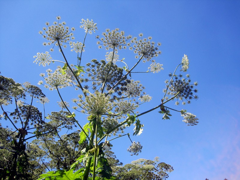 Heracleum mantegazzianum - Berce du Caucase 2