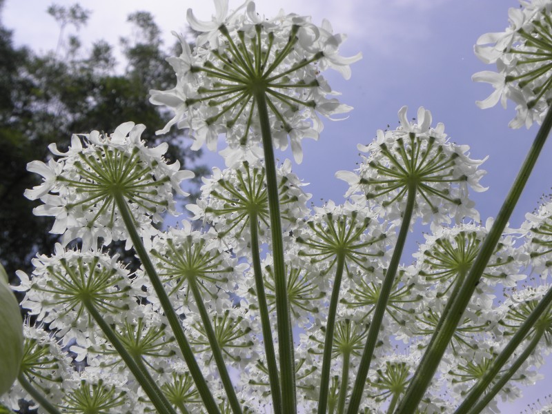 Heracleum mantegazzianum .R.H. 13