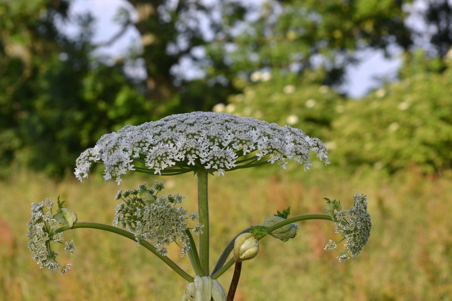 Heracleum mantegazzianum 06