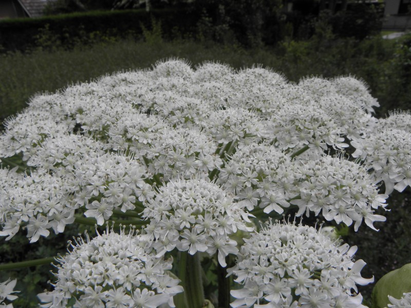 Heracleum mantegazzianum R.H. 04