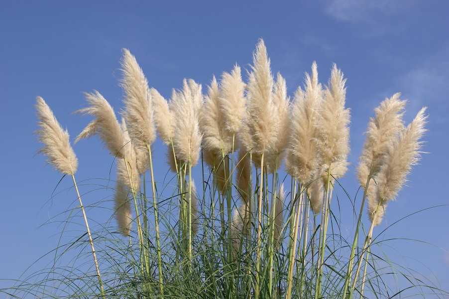 Herbe Pampa FR 2008