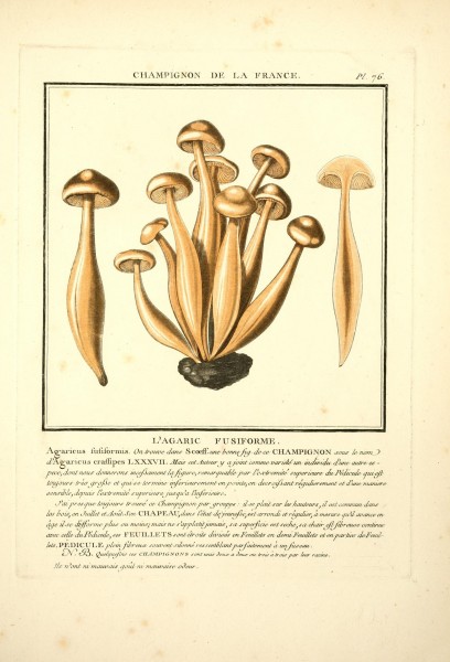 Herbier de la France (Pl. 76) (8189868351)