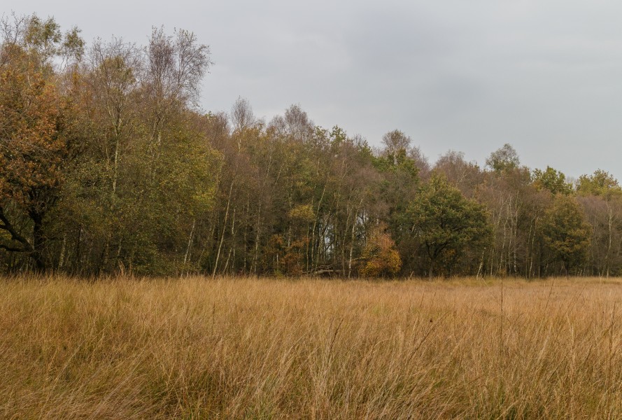 Herfstwandeling door het Wijnjeterper Schar 007