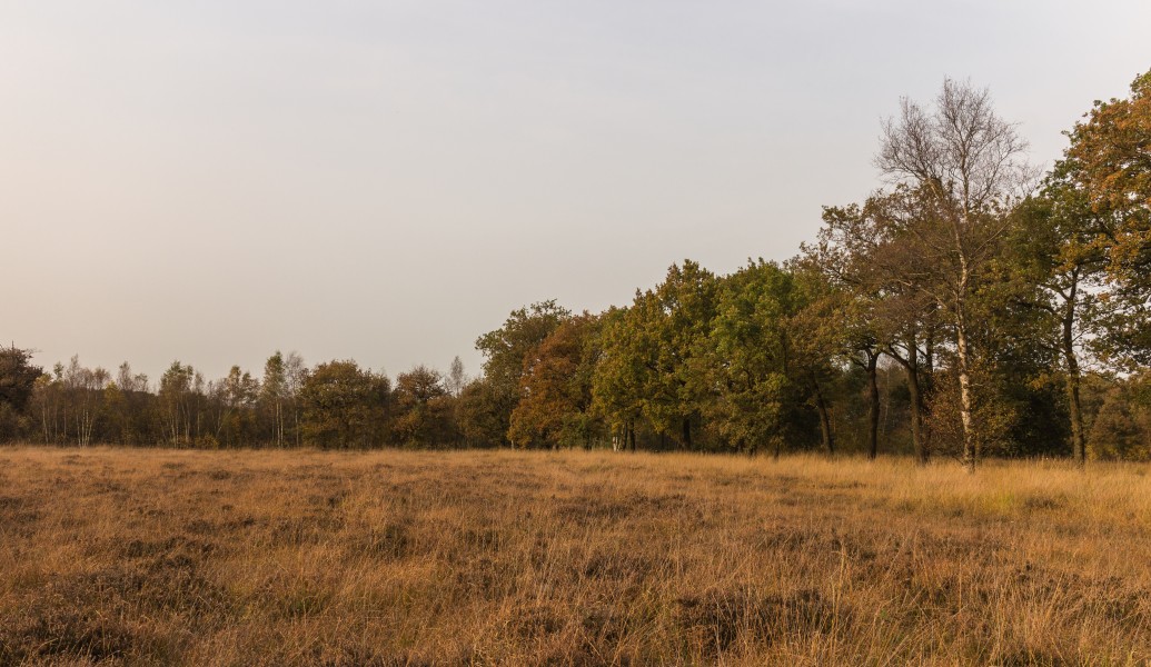 Herfstwandeling door het Wijnjeterper Schar 10