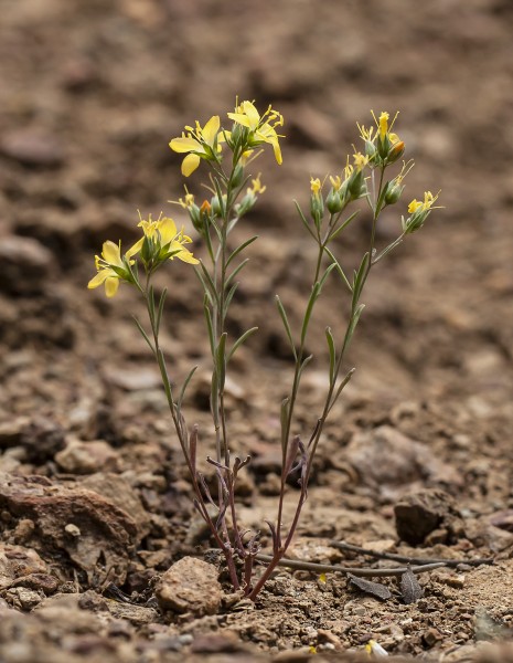 Hesperolinon breweri (Brewer's dwarf-flax) (14279791490)