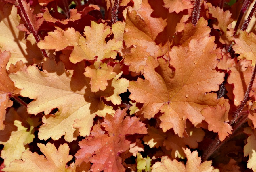 Heuchère feuilles 2013