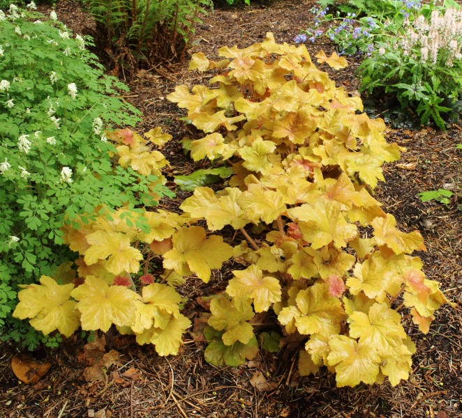 Heuchera 'Caramel' 02