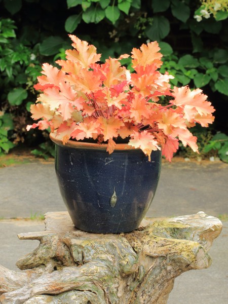 Heuchera marmalade 02